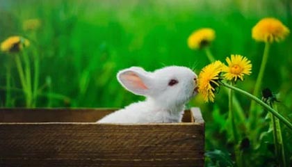 资金抢筹白酒、证券，上交所都被买“崩了”！