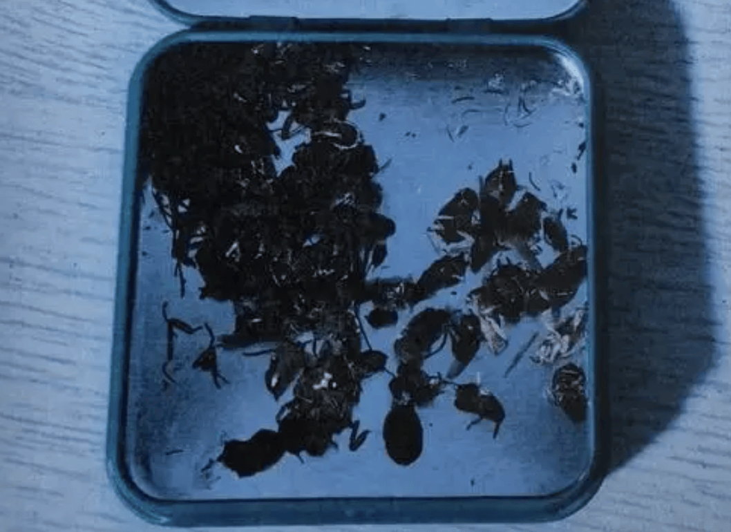 打两碗蘸料,吃一碗毁一碗!女子投虫敲诈火锅店更多细节曝光