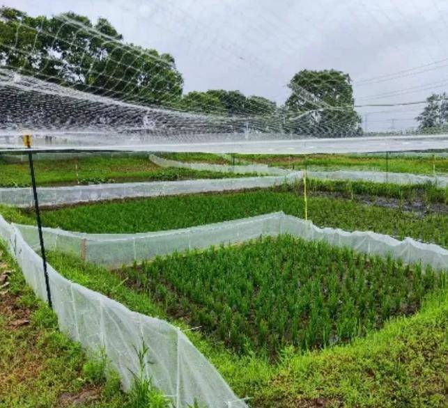 曾经遍地的“田鸡”十几年看不到一只,国家二级保护动物正拼命回归