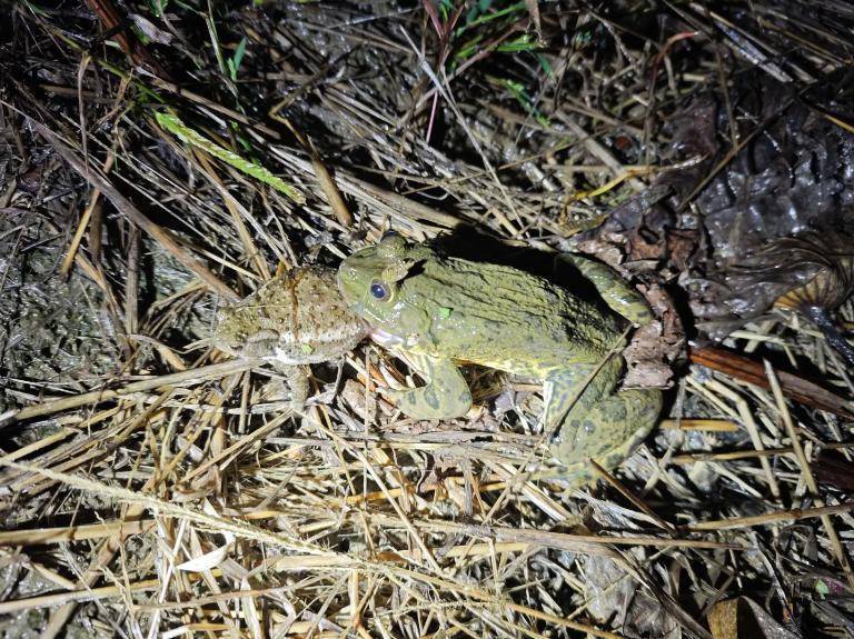 曾经遍地的“田鸡”十几年看不到一只,国家二级保护动物正拼命回归