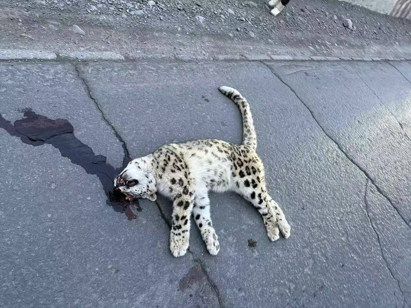 雪豹在路面死亡疑遭车辆撞击，警方介入 律师：故意撞击或涉刑责，如系意外应担赔偿责任