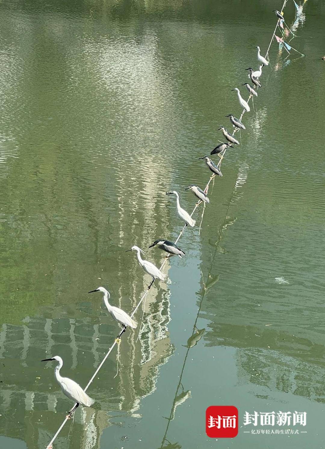 成都又见江上“神”鸟,洗完脚又排排站 网友:在等红绿灯吗?