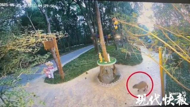 越狱50多天,江苏出逃的卡皮巴拉现身!园区:藏身地暂时保密