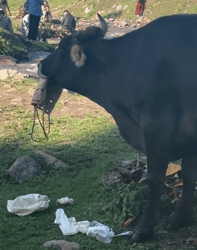 女子新疆游玩自带草编包被牛啃近十分钟，当事人：说明这是真草包，质量还蛮好