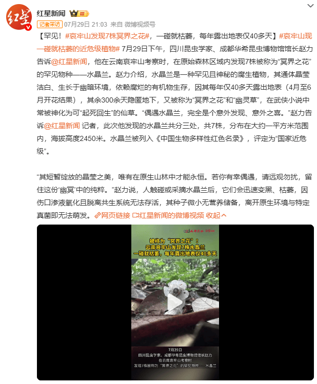 哀牢山发现7株冥界之花,一碰就枯萎,每年露出地表仅40多天