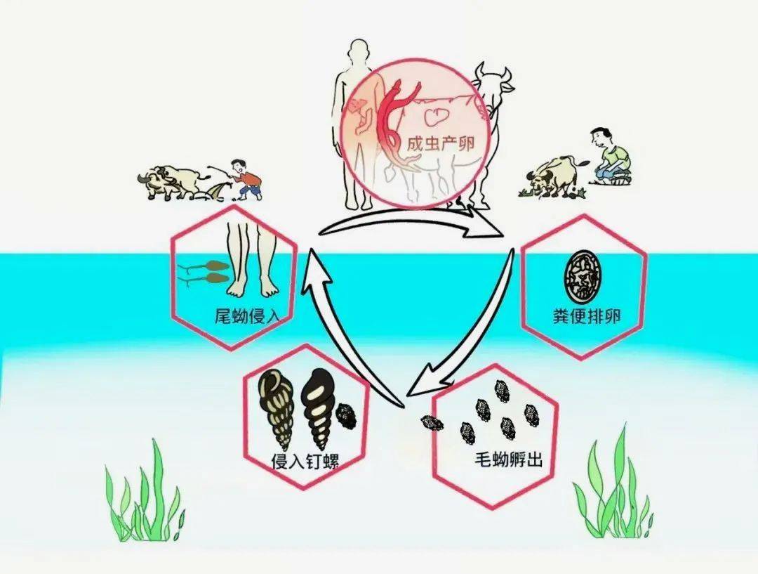 一旦接触,10秒即可感染!汛期谨防这种病→