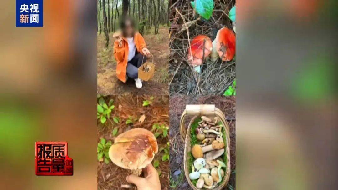 蘑菇可能“断子绝孙”!云南大理发布通告:禁止这些行为