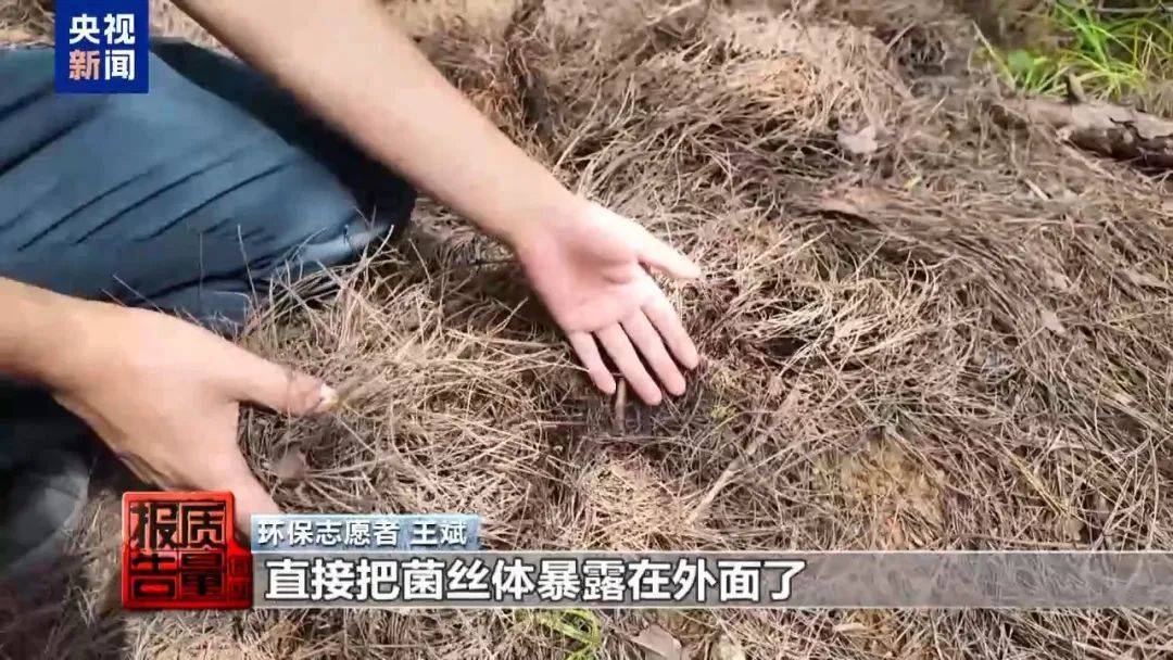 蘑菇可能“断子绝孙”!云南大理发布通告:禁止这些行为