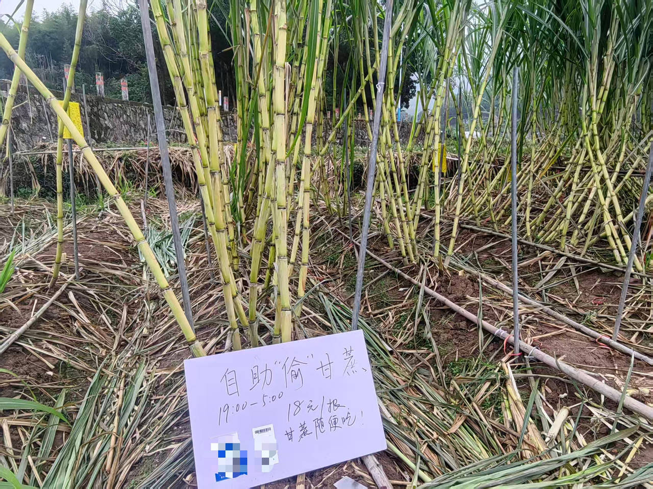 “偷”的是氛围“找”的是童年,浙江一甘蔗地允许“自助偷甘蔗”