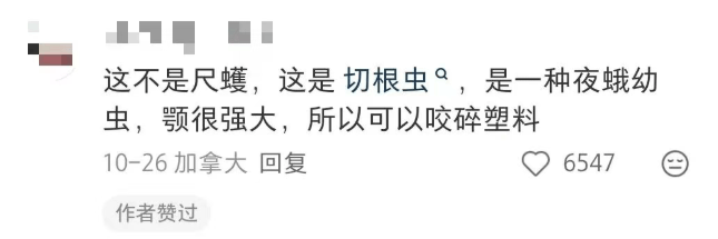 汽车被虫子啃得都是窟窿,“一边咬一边往里钻”!很多人中招